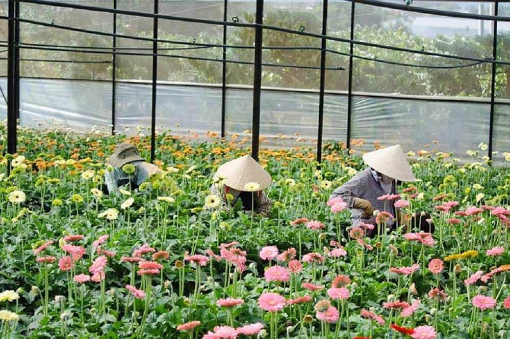 Làng hoa Thái Phiên nổi tiếng với các loại hoa nhập ngoại